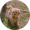 Maltipoo Puppy For Sale - Windy City Pups